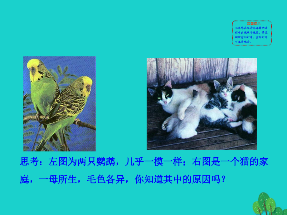 八年级生物下册 7.2.1 基因控制生物的性状课件 八年级生物下册 7.2.1 基因控制生物的性状课件+素材(新版)新人教版 八年级生物下册 7.2.1 基因控制生物的性状课件+素材(新版)新人教版-2.ppt_第2页