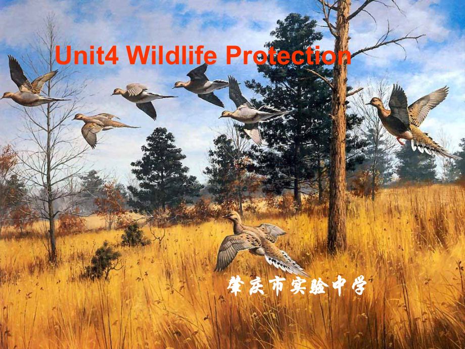 肇庆地区高一英语Unit4 Wildlife Protection一新课标 必修2 课件.ppt_第1页