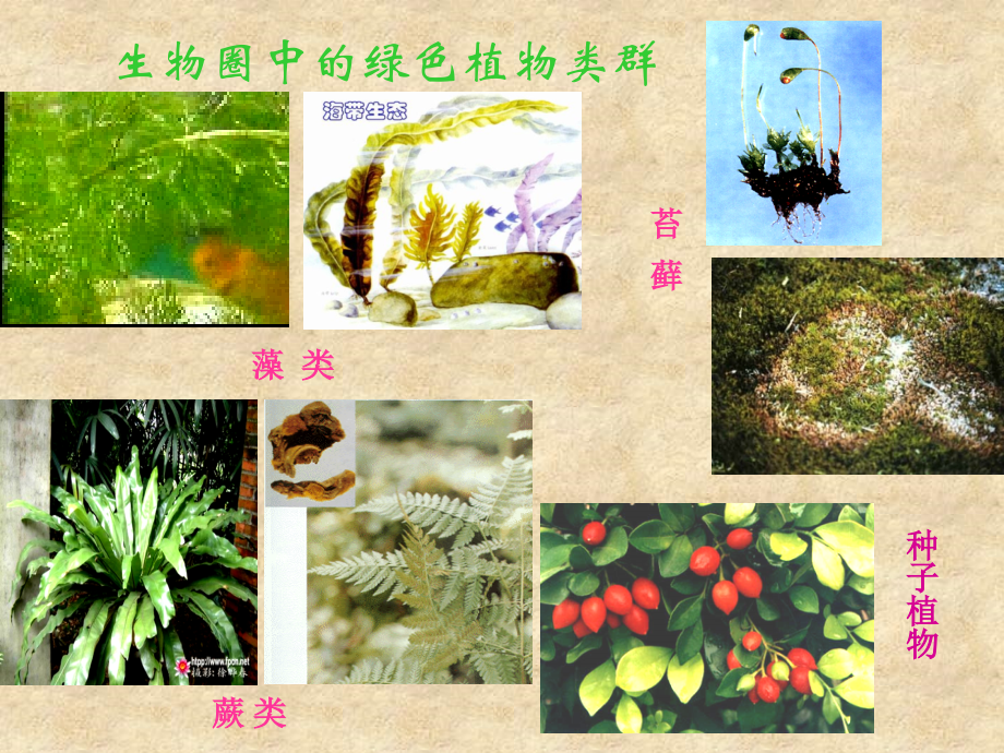 藻类植物,苔藓植物ppt.ppt_第2页
