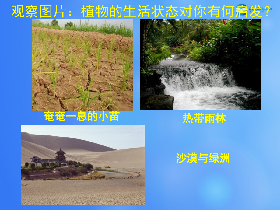 七年级生物上册 第5章 第3节 吸收作用课件1 北师大版.ppt_第2页