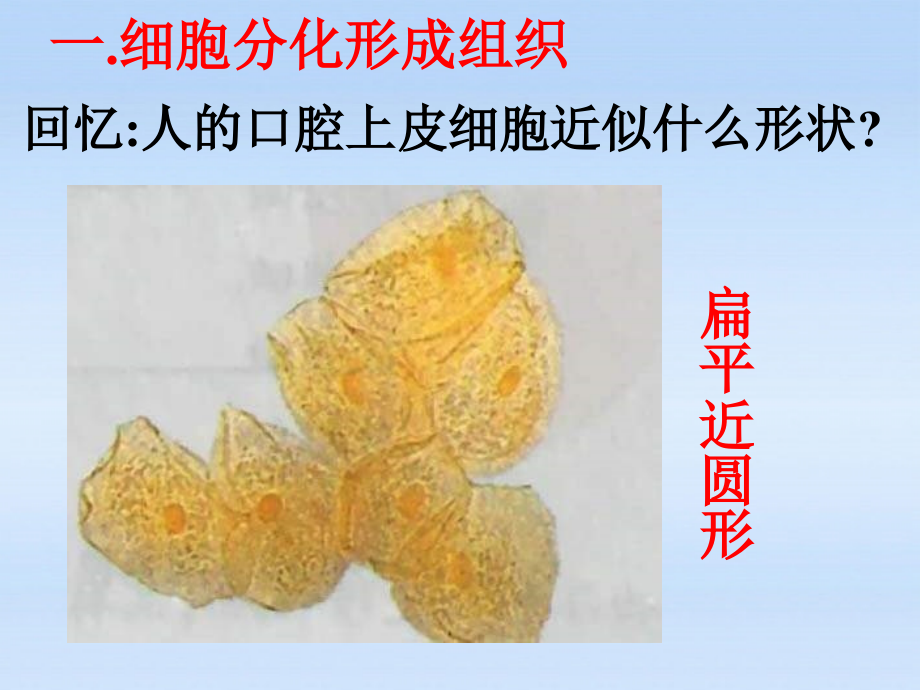 七年级生物上册 动物体的结构层次课件 人教新课标版 课件.ppt_第2页