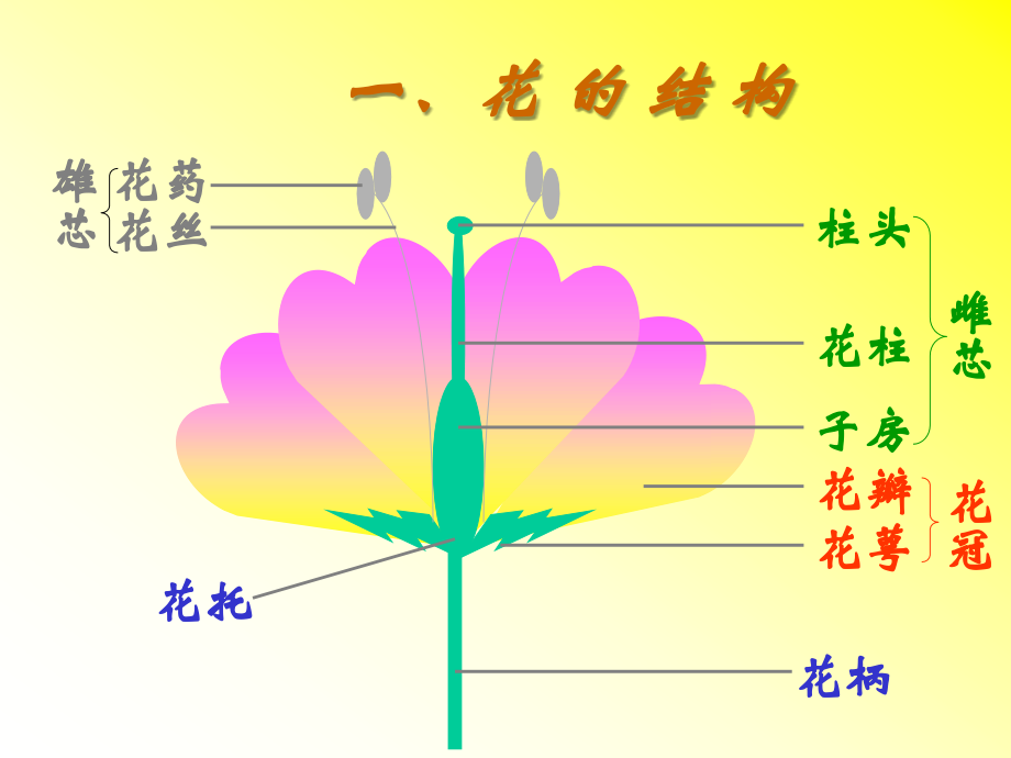 八年级生物植物的生殖课件新人教版 课件.ppt_第2页