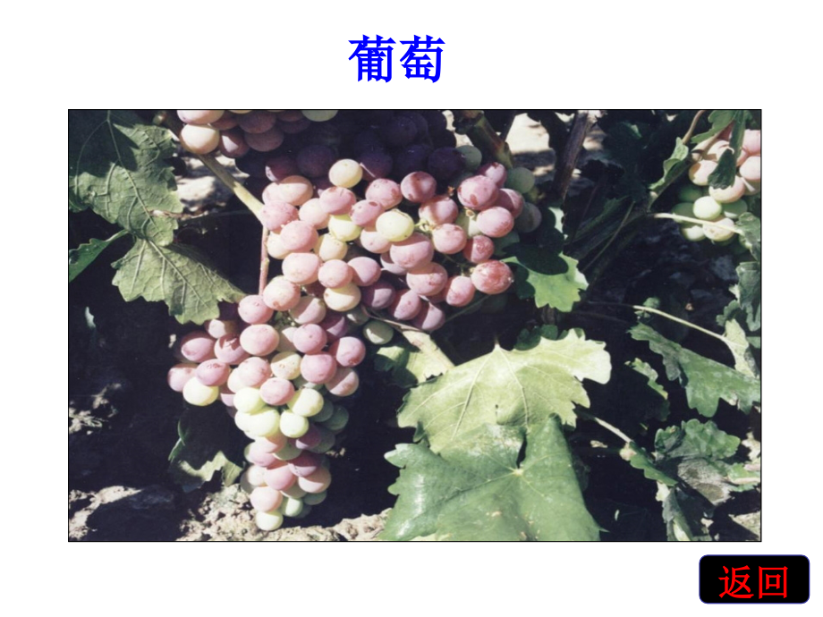 七年级历史上册汉通西域和丝绸之路课件人教版 课件.ppt_第1页