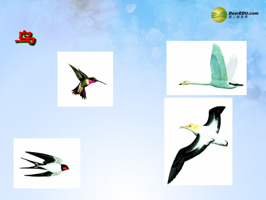 八年级生物上册 第五单元 1.6 鸟课件 (新版)新人教版 课件.ppt_第1页