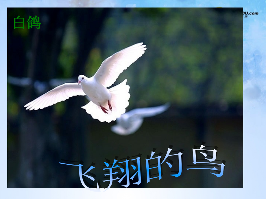八年级生物上册 第五单元 1.6 鸟课件 (新版)新人教版 课件.ppt_第2页