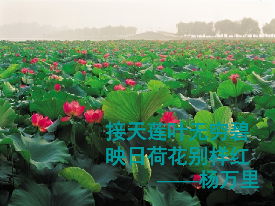 山东省泰安市八年级语文上册 29 湖心亭看雪课件 新人教版 课件.ppt_第1页