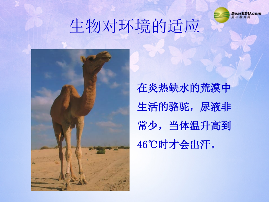 中学七年级生物上册 1.2.3 生物对环境的适应和影响课件3 新人教版 课件.ppt_第2页