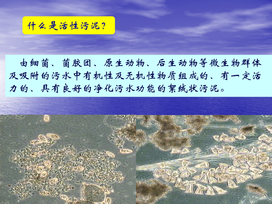 污水的生物处理-活性污泥法.ppt_第2页