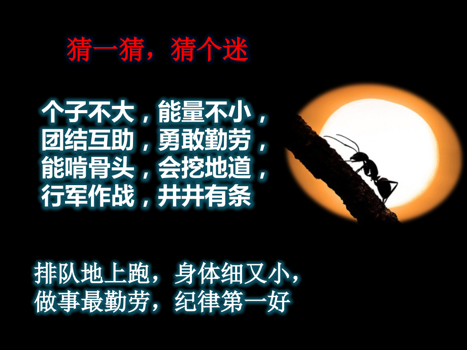 夏天晨诵《蚂蚁探险家》.ppt_第2页