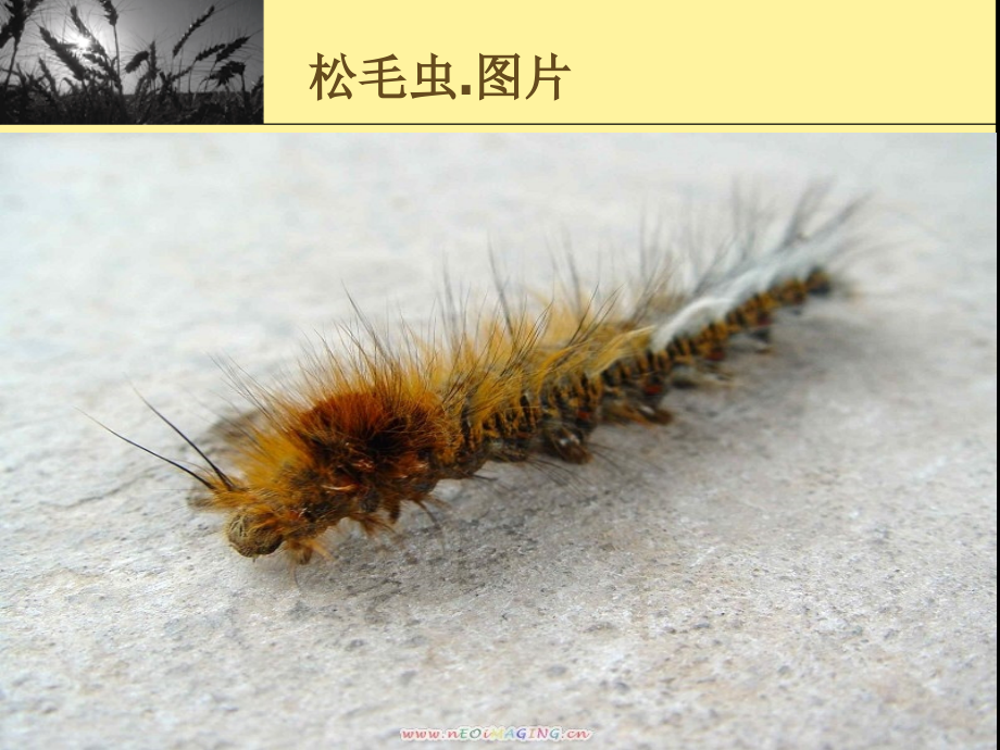 虫害之--松毛虫.ppt_第2页