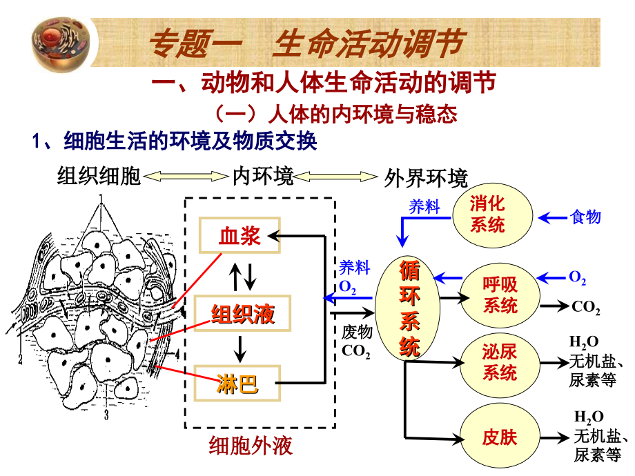 高中生物必修三1-3章复习.ppt_第2页