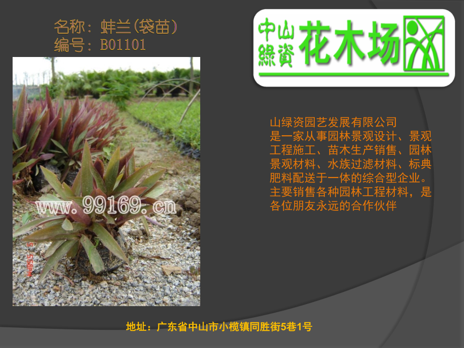 广东省绿化园林花木之彩叶草、驳骨丹、变叶木、薜荔、蚌兰.ppt_第1页
