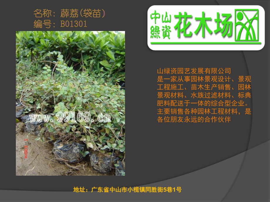 广东省绿化园林花木之彩叶草、驳骨丹、变叶木、薜荔、蚌兰.ppt_第2页