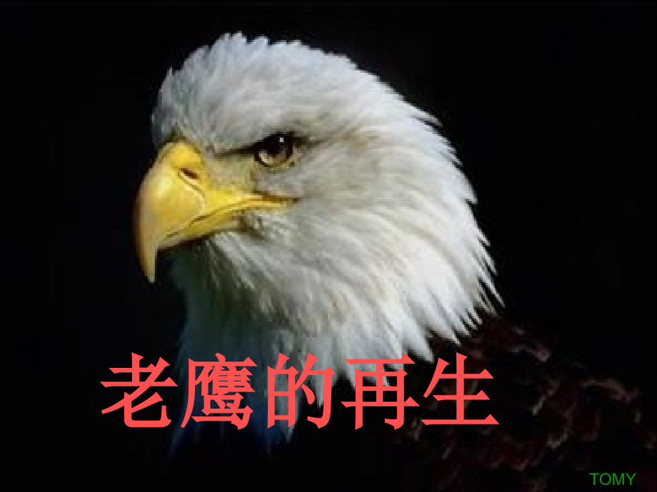 老鹰的再生.ppt_第1页