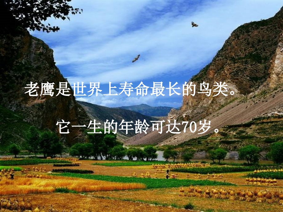 老鹰的再生.ppt_第2页
