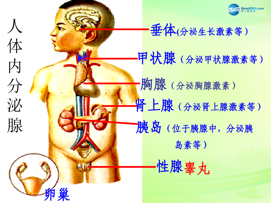 七年级生物下册 3.5.1 人体的激素调节课件 （新版）济南版.ppt_第2页