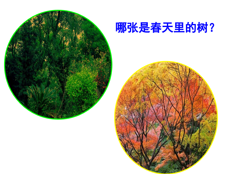 植物发生了什么变化(SB完美版).ppt_第1页