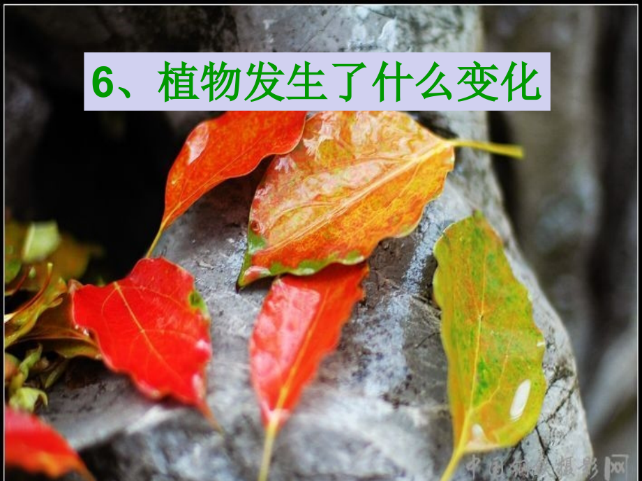 植物发生了什么变化(SB完美版).ppt_第2页