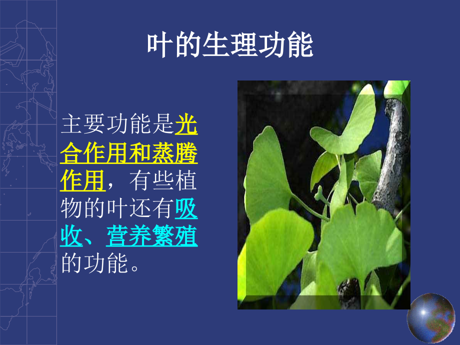 植物的营养器官-叶.ppt_第2页