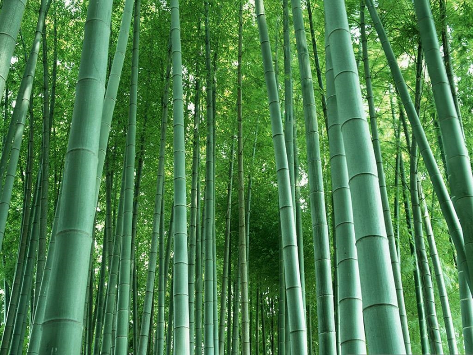 《去打开大自然绿色的课本》.ppt_第1页