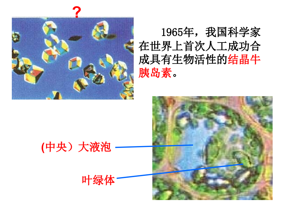 高考生物复习细胞组成及基本结构.ppt_第2页