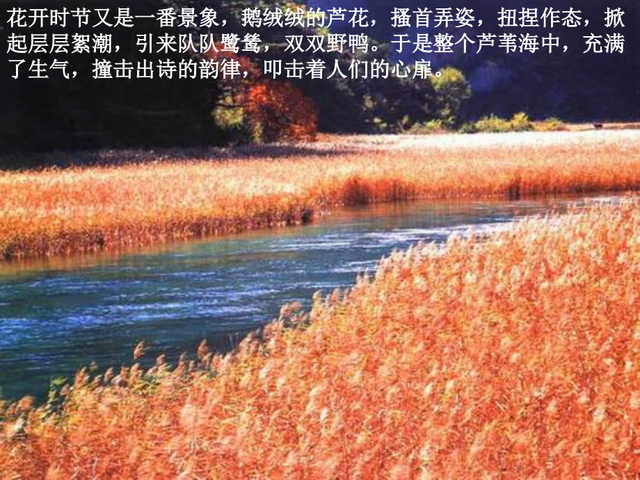 《芦花荡》课件1(33张PPT)(人教新课标八年级上).ppt_第2页