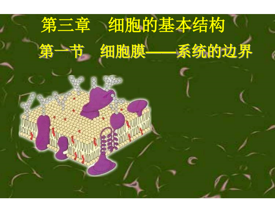 高一生物细胞膜——系统的边界1.ppt_第1页