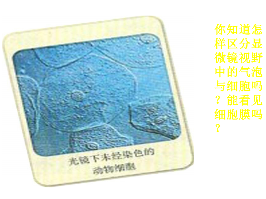 高一生物细胞膜——系统的边界1.ppt_第2页