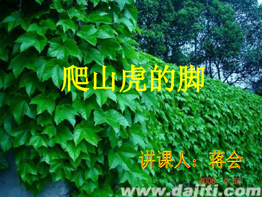爬山虎的脚讲课稿.ppt_第2页