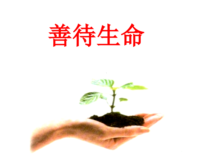 善待生命课件.ppt_第1页