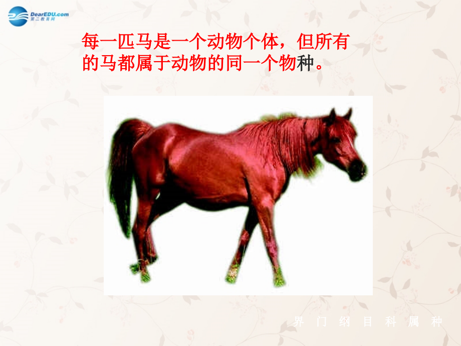 八年级生物上册 6.1.2 从种到界课件2 （新版）新人教版.ppt_第2页