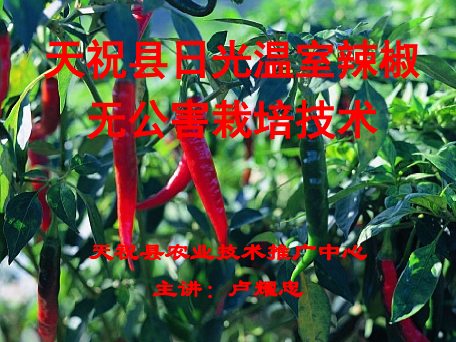 天祝县日光温室辣椒.ppt_第1页