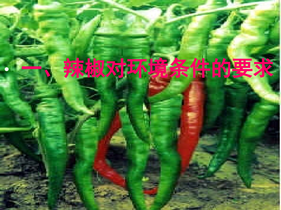 天祝县日光温室辣椒.ppt_第2页