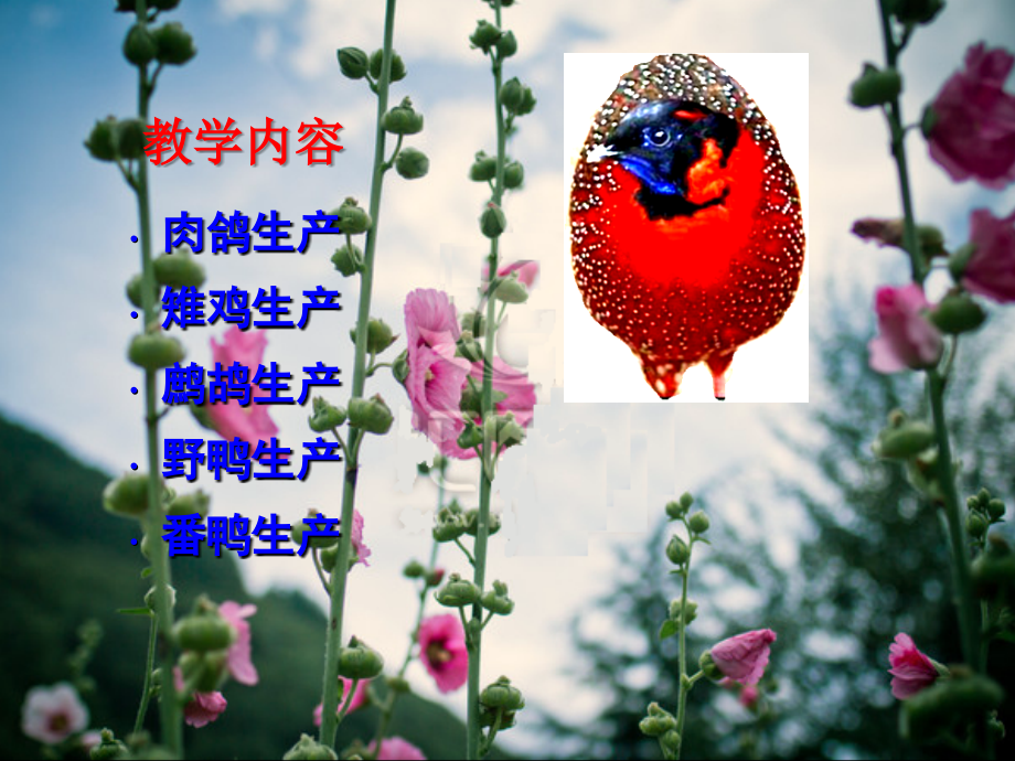 特种养殖1鸽.ppt_第2页