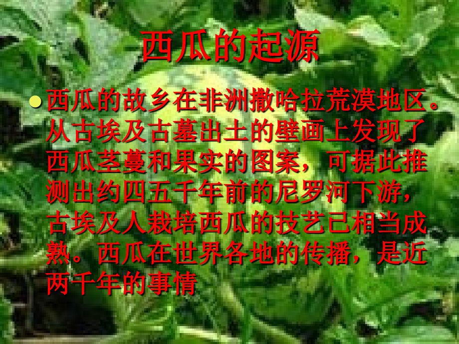 西瓜 第三组.ppt_第1页