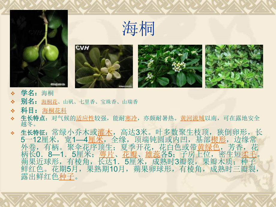 植物绿化与室内内庭.ppt_第2页