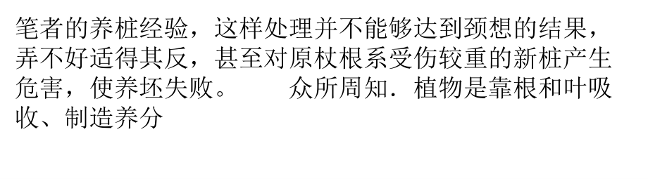 银杏树盆景新桩的枝叶可不可以乱处理.pptx_第2页