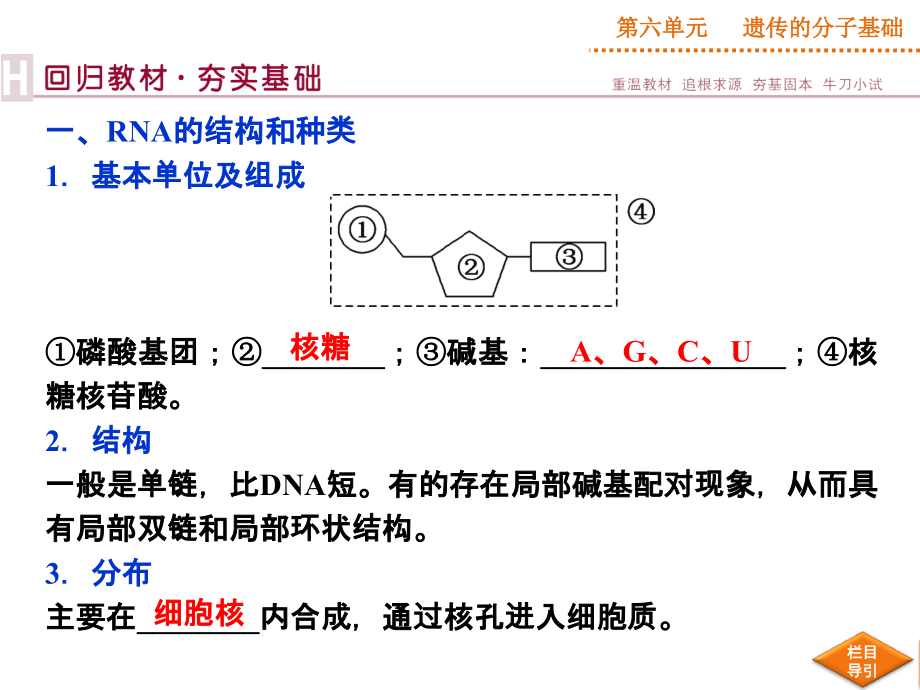 高三复习基因的表达.ppt_第2页