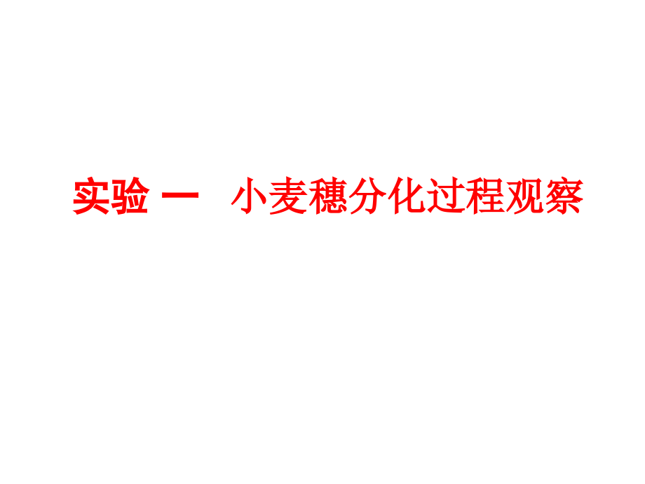 实验一 小麦穗分化观察.pptx_第1页