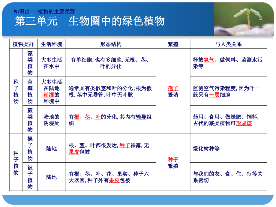 第四讲-生物圈中有哪些绿色植物.ppt_第2页