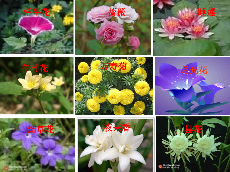 观察日记——第四单元习作指导(1).ppt_第2页