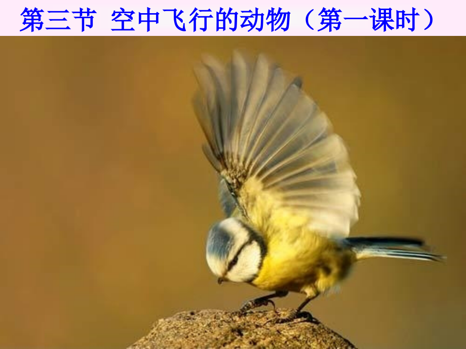第三节空中飞行的动物.ppt_第1页