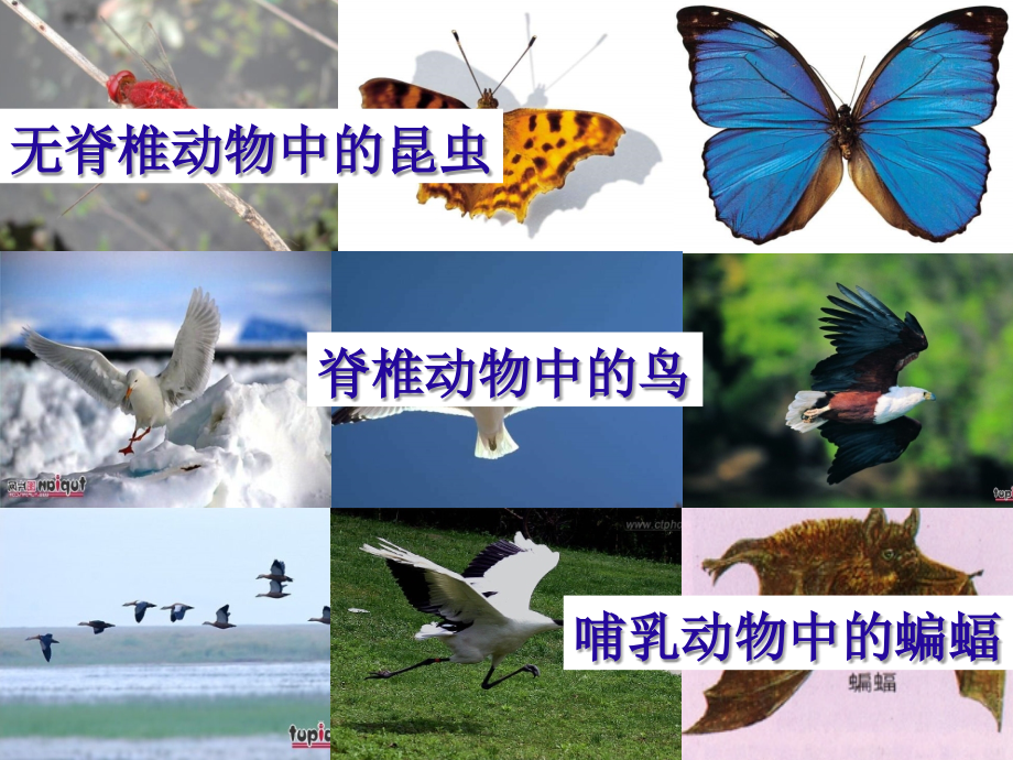第三节空中飞行的动物.ppt_第2页