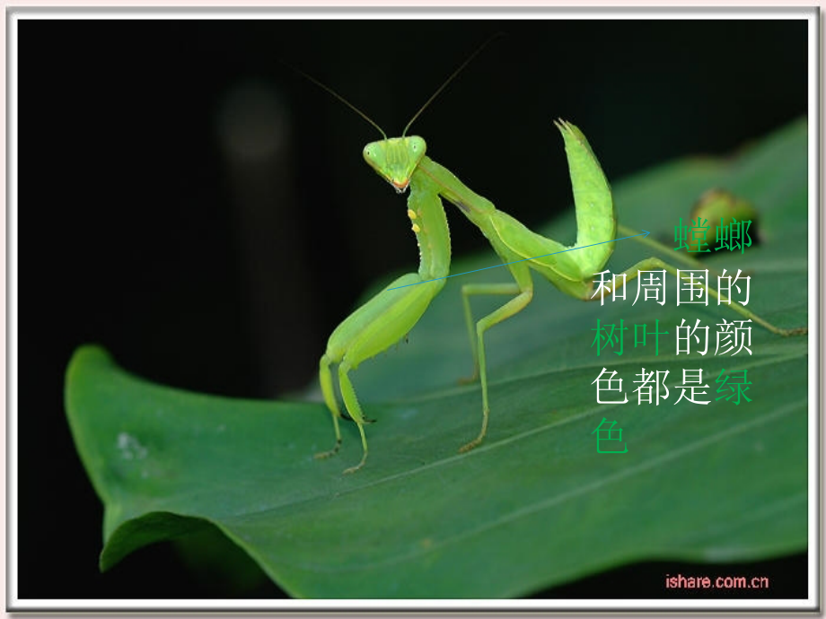 昆虫的拟态和保护色.ppt_第1页