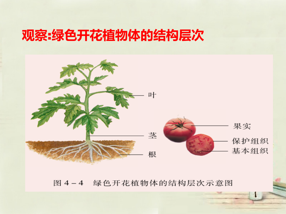 中学七年级生物上册 2.4.2 多细胞生物体的组成课件 (新版)苏教版 课件.ppt_第2页