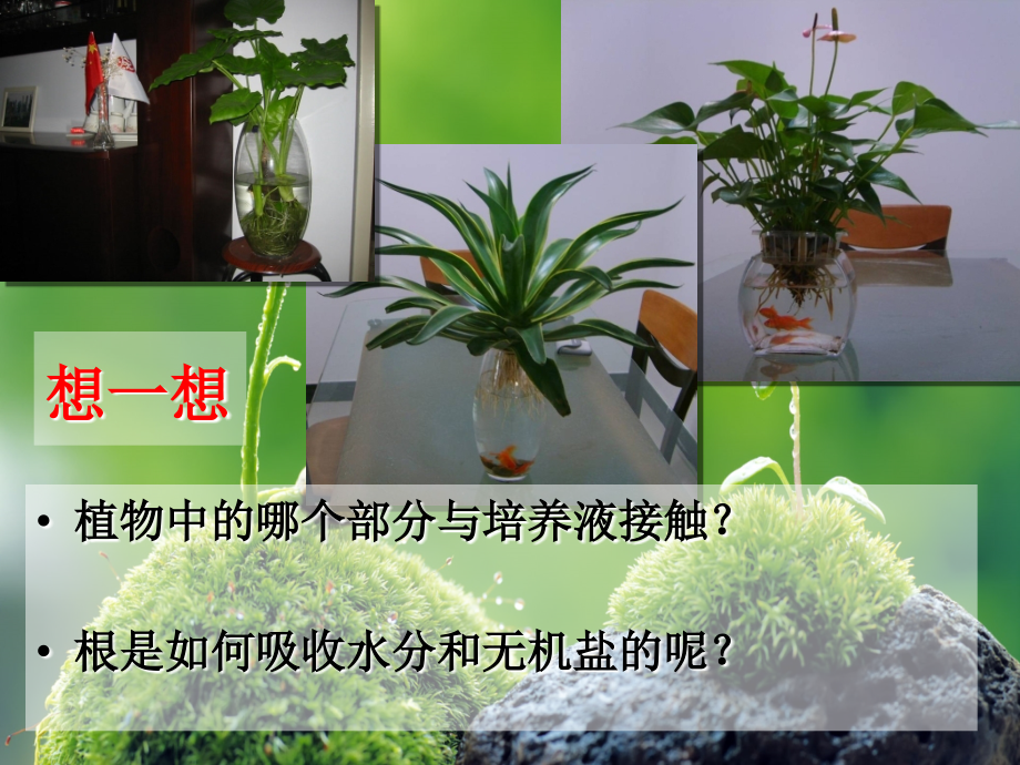 《绿色植物的生长需要水和无机盐》课件2.ppt_第2页