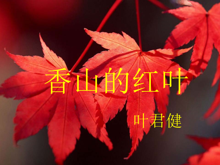 《香山的红叶》教学课件（详细讲解）.ppt_第1页