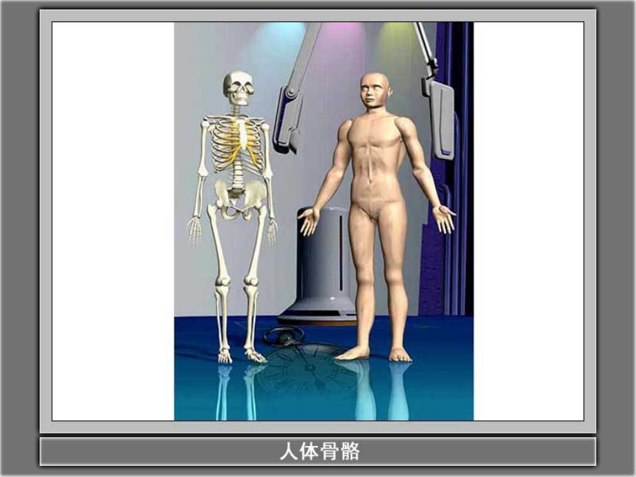 《骨骼、关节和肌肉》教学课件1.ppt_第2页