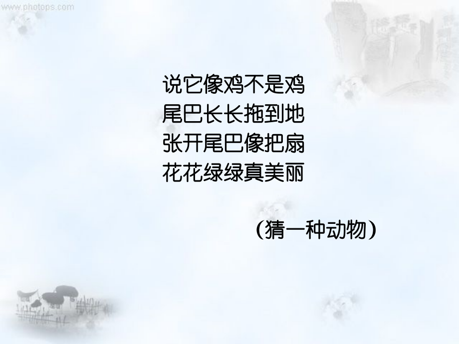 金孔雀轻轻的跳.ppt_第1页