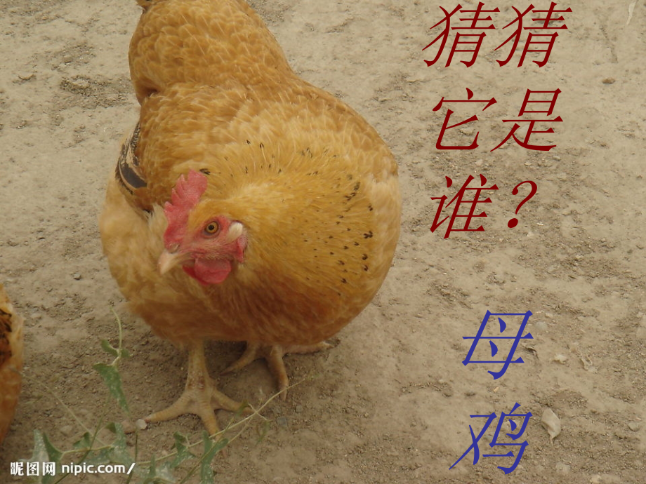 一年级汉语拼音jqx课件.ppt_第2页
